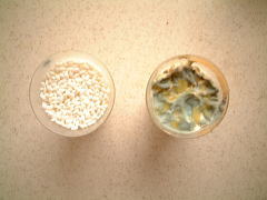 ほんだ農場の有機白米を2か月間実験