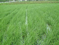無農薬有機米の稲が青々と成長してきました