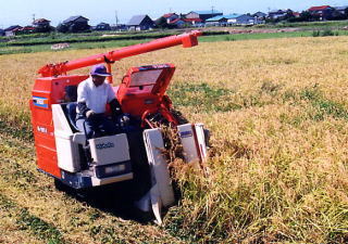 無農薬、有機栽培コシヒカリをｺﾝﾊﾞｲﾝでの刈り取り作業です。