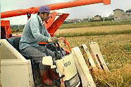 アイガモ農法有機米刈り取り