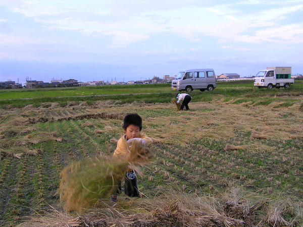 天日干し有機栽培米「天地の誉」の積み上げ作業1