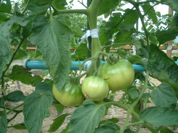 有機栽培・無農薬栽培トマト
