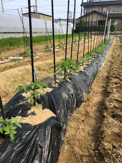 有機栽培・無農薬栽培トマト