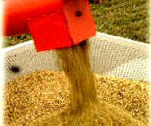「水の精」コシヒカリの収穫　コンバインで刈り取った稲は籾になって作業場へ運搬です。