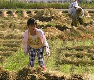 有機栽培米天日干しﾆｭｳ積み２