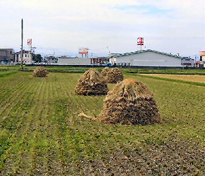 有機栽培米天日干しもち米「新大正」もち米のにゅう積み