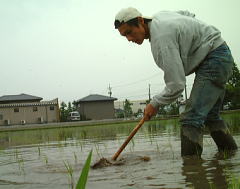 有機栽培田の雑草の除草