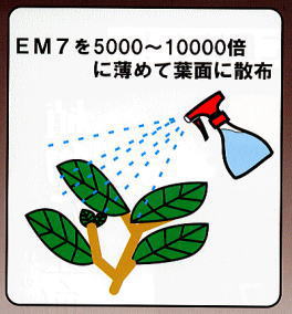 植物の活力をアップさせるＥＭセブン