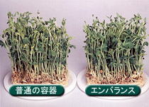 エンバランス保存容器のとうみょう保存比較試験