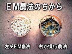 The difference between the power of useful microorganisms and the rice 