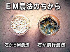 有用微生物の力とお米の違い