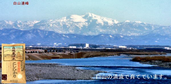 霊　峰　白　山　の　清　流を　頂　い　て　安　全、安　心　の　米　作　り