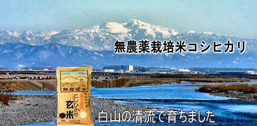 白山の清流で育った安全安心の無農薬栽培米