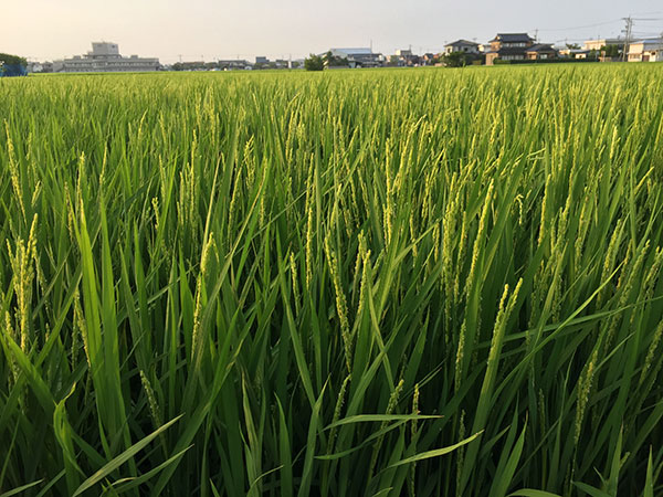 青々と大きく成長しました。