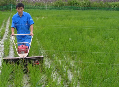 雑草が生えてきました、除草機で除草中