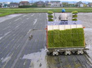 紙マルチ田植え