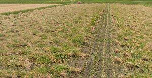 無農薬有機米の刈り取り風景