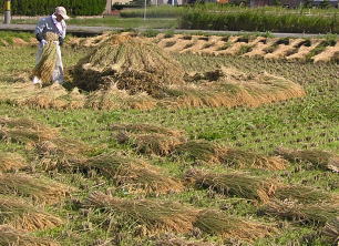 無農薬、有機栽培米天日干しを積み上げ作業