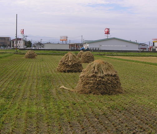 天日干しにゅう積み完成