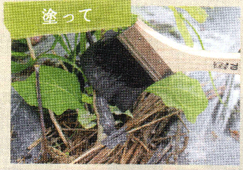 EMスーパーセラ発酵Cを塗って