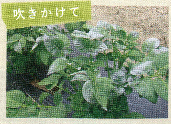 EMスーパーセラ発酵Cを吹きかける