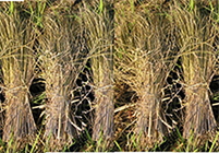 無農薬、有機栽培天日干し栽培米からとれた無農薬、有機栽培稲わら1,5束