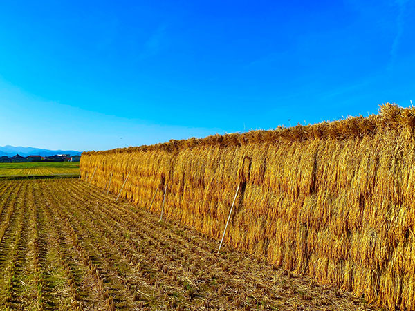 Organic cultivated Tenno Ina Rice