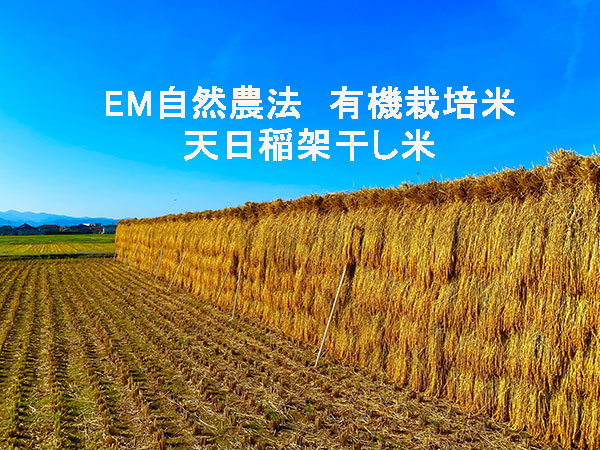 有機栽培天日稲架干しモチ米
