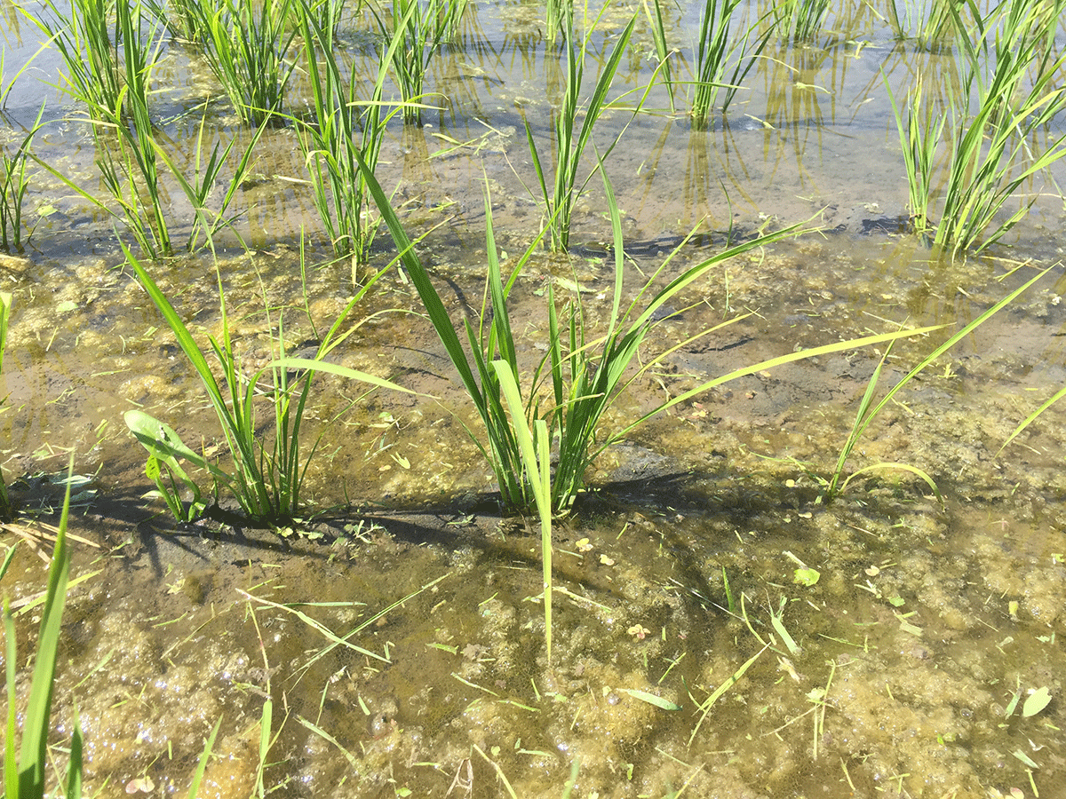 有機栽培米こしひかり「土の詩」のページ