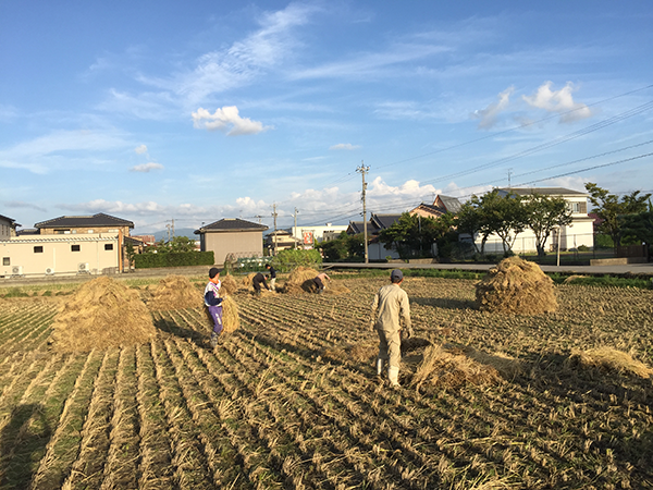 積み上げていた稲を天気の良い日にj広げて太陽に干す
