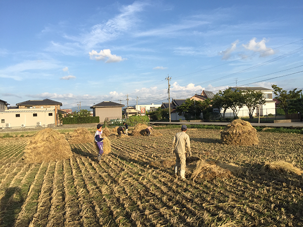 積み上げていた稲を天気の良い日にｊ広げて太陽に干す