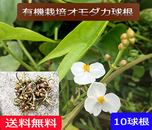 無農薬栽培オモダカ(おもだか)
《球根》