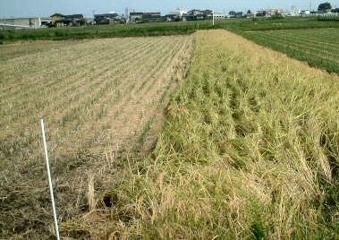 3mの緩衝地帯を残して刈り取ります。