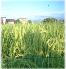 ７月下旬から８月に入ると有機栽培の稲も雑草に負けずに成長して穂を出し始めます。