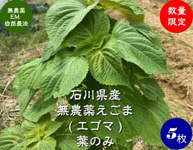 無農薬栽培エゴマ菜