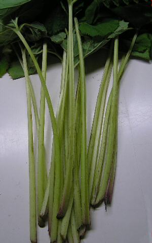 無農薬栽培エゴマ菜