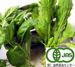 EM農法無農薬野菜バジル・ルッコラ