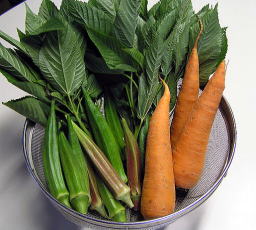 EM農法無農薬野菜人参・モロヘア・オクラ