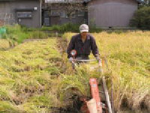 天日干し「天地の誉」コシヒカリ刈り取り