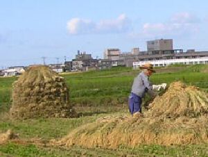 有機栽培米天日干しにゅう積み